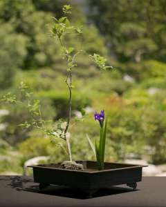 ikebana