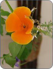 Orange flower