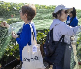 two woman picking strawberries