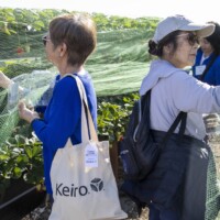 two woman picking strawberries