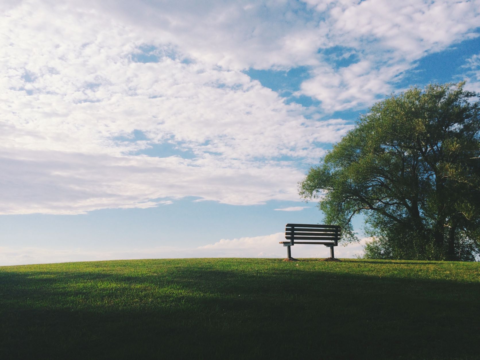 sky and tree with a bench