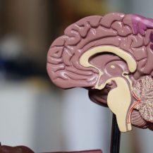 side cut of brain model