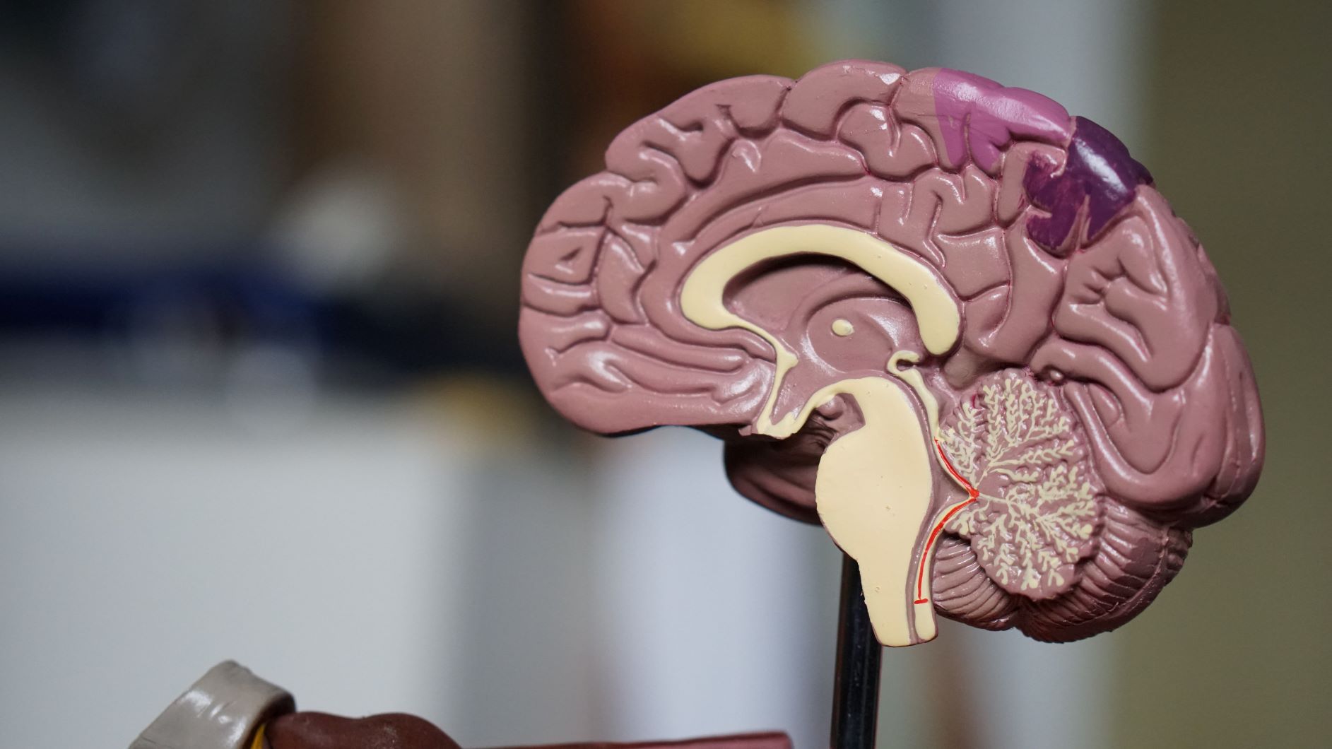 side cut of brain model