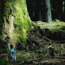tree root